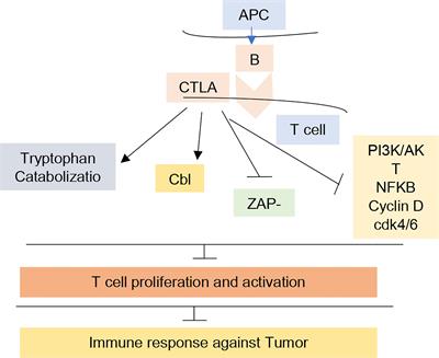 Recent advances in immune checkpoint inhibitors for non-small lung cancer treatment